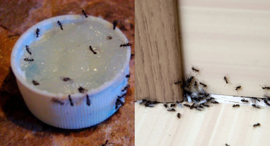 Μυρμήγκια: Κόλπα να τα εξαφανίσετε από το σπίτι και τη βεράντα σας και συμβουλές για να μην ξαναεμφανιστούν