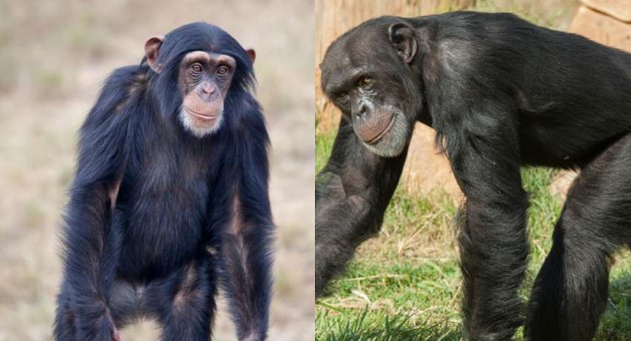 Αττικό Πάρκο: Ο χιμπατζής τη στιγμή που το σκάει – Η εξήγηση για το θάνατό του