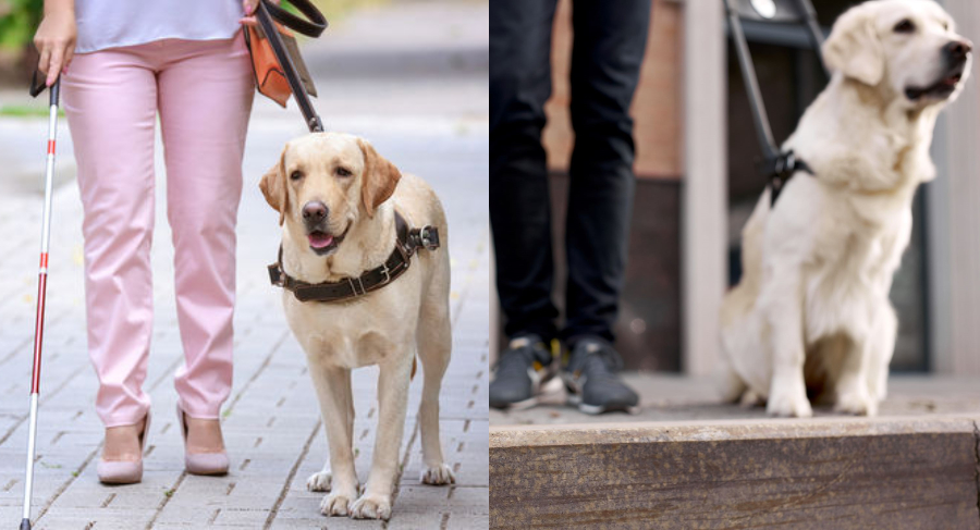 Καταδίκη ταξιτζή που αρνήθηκε να επιβιβάσει τυφλή με σκύλο – οδηγό – Η πρώτη στην Ελλάδα