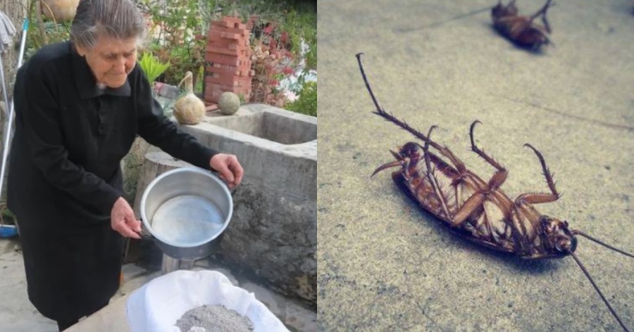 Το κόλπο της γιαγιάς με την στάχτη που κάνει θαύματα – Ακαριαίος θάνατος για κατσαρίδες και μυρμήγκια