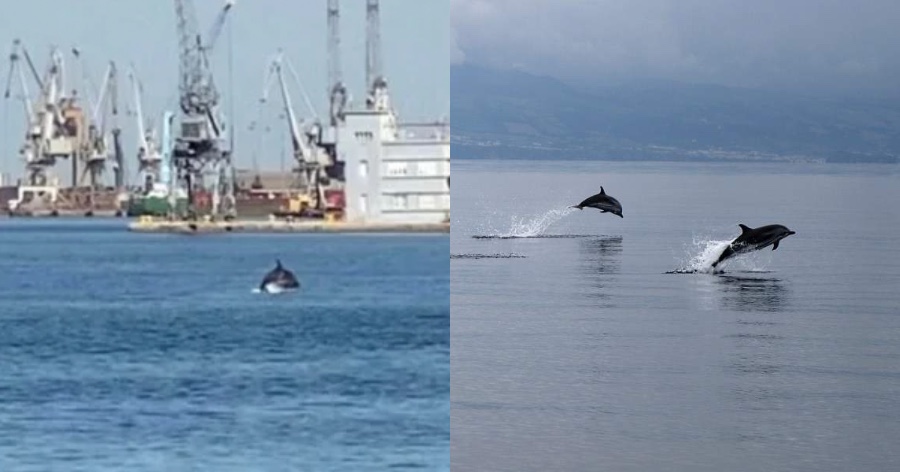 Δελφίνια εμφανίστηκαν στον Θερμαϊκό στη Θεσσαλονίκη