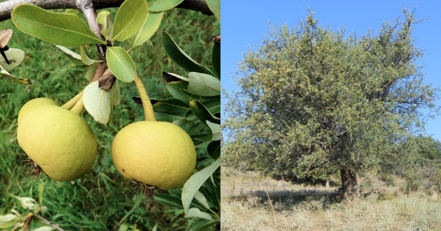 Το ξεχασμένο δέντρο που μεγάλωσε γενιές και γενιές στην Ελλάδα μας