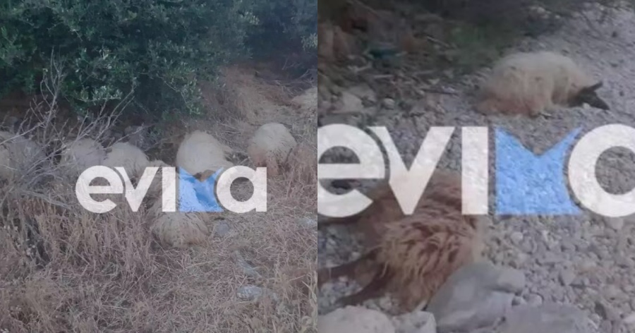 Νεκρό ολόκληρο κοπάδι πρόβατα σε παραλία στην Εύβοια, μετά το θάνατο του βοσκού