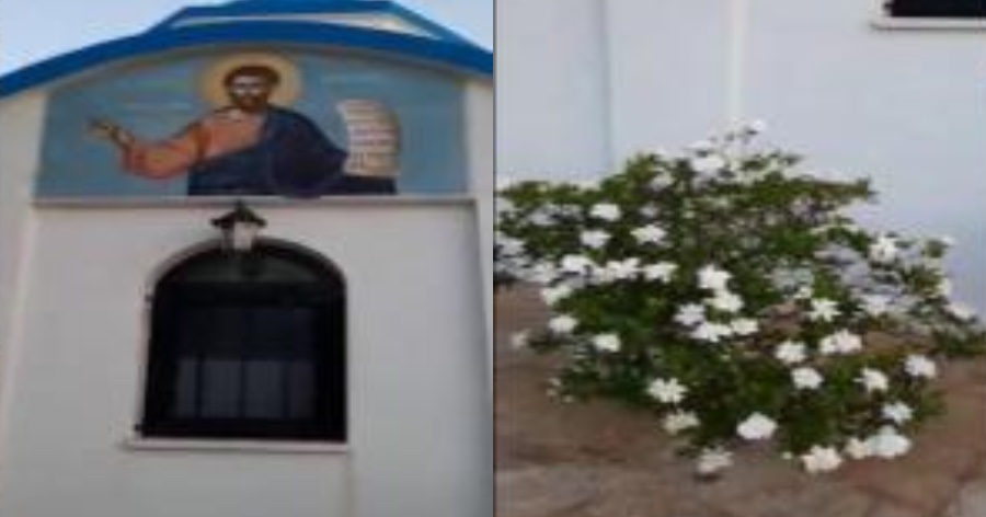 Άγιος Ιούδας Θαδδαίος: Το λουλούδι που ανθίζει στην γιορτή του