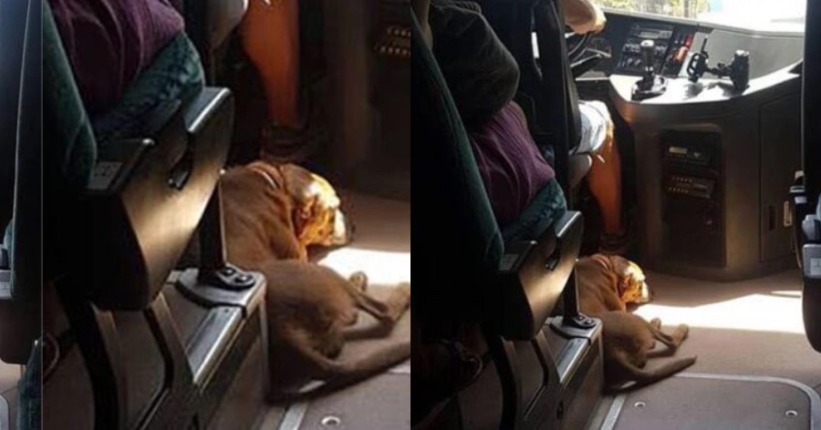 Άνθρωπος με Α κεφαλαίο: Οδηγός KTΕΛ παίρνει μαζί του αδέσποτο σκύλο για να μην υποφέρει από τον καύσωνα