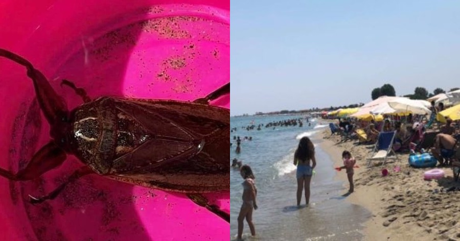 Δηλητηριώδες σκαθάρι «απείλησε» γυναίκα την ώρα που κολυμπούσε στη Λάρισα