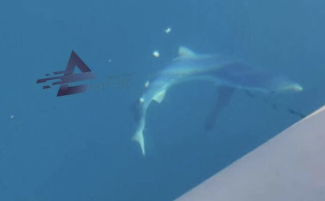 Πήγαν για ψάρεμα και εμφανίστηκε δίπλα στη βάρκα τους καρχαρίας στο Μύτικα Αιτωλοακαρνανίας