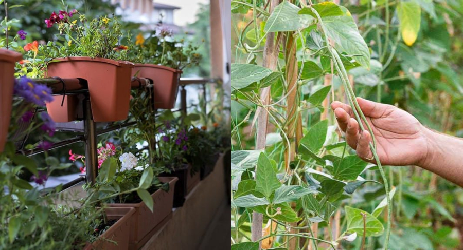 Το μυστικό των κηπουρών: Το απόλυτο κόλπο που θα κάνει τα φυτά σας να ζωντανέψουν ξανά