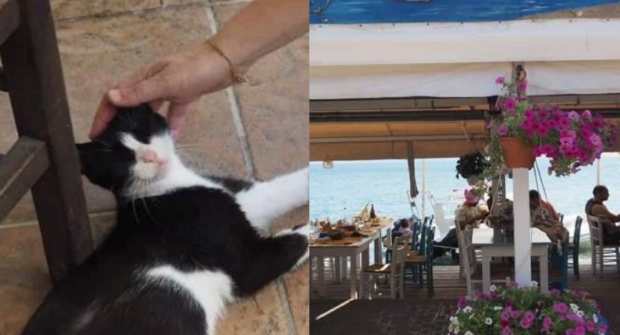 Πέρασε το κακό όνειρο: Η γάτα που κλώτσησε ο 30χρονος στη θάλασσα της Αιδηψού έκανε γατάκια