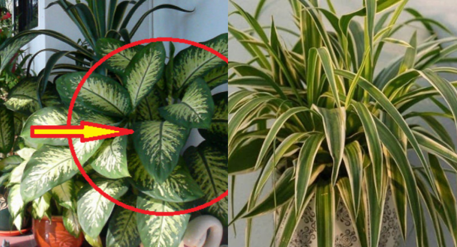 Μεγάλη προσοχή: Κρυφός κίνδυνος είναι αυτό το φυτό που υπάρχει σε όλα τα σπίτια – Προκαλεί τοξική δηλητηρίαση