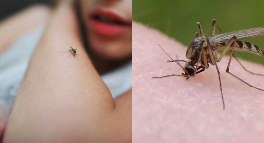 Η ιδανική λύση: Πείτε αντίο στα κουνούπια με αυτούς τους 5 φυσικούς τρόπους και θα μας θυμηθείτε