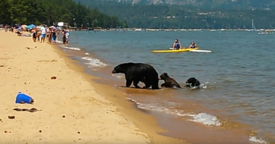 Διάλειμμα δροσιάς για μια αρκούδα με τα μωρά της – Πήγε στην παραλία γεμάτη κόσμο και βούτηξε στα νερά