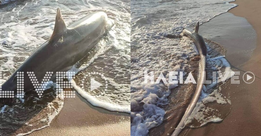 Τρόμος σε παραλία της Ζαχάρως στην Ηλεία: Ξεβράστηκε καρχαρίας στην ακτή