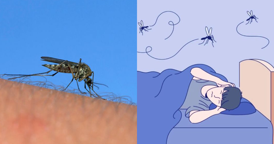 Εξαφανίστε τα κουνούπια: Ο έξυπνος, απλός και φυσικός τρόπος, για να ησυχάσετε από τα κουνούπια με 6 βήματα