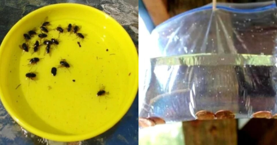 Απολαύστε το καλοκαίρι μακριά από μύγες, κουνούπια και κατσαρίδες: Με αυτή τη σπιτική συνταγή θα μείνουν μακριά από το σπίτι σας
