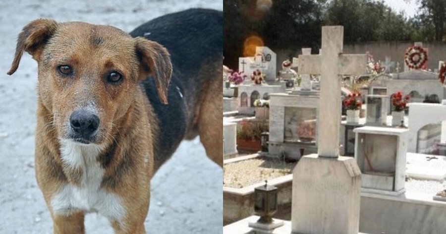 Συγκίνηση στην Κρήτη: Κρητικός άνοιξε τον οικογενειακό τάφο για να θάψει τον αγαπημένο του σκύλο