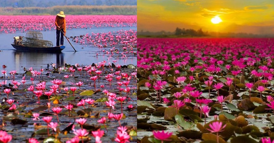 Ταϋλάνδη: Ένα υπερθέαμα από την λίμνη γεμάτη με ροζ λωτούς