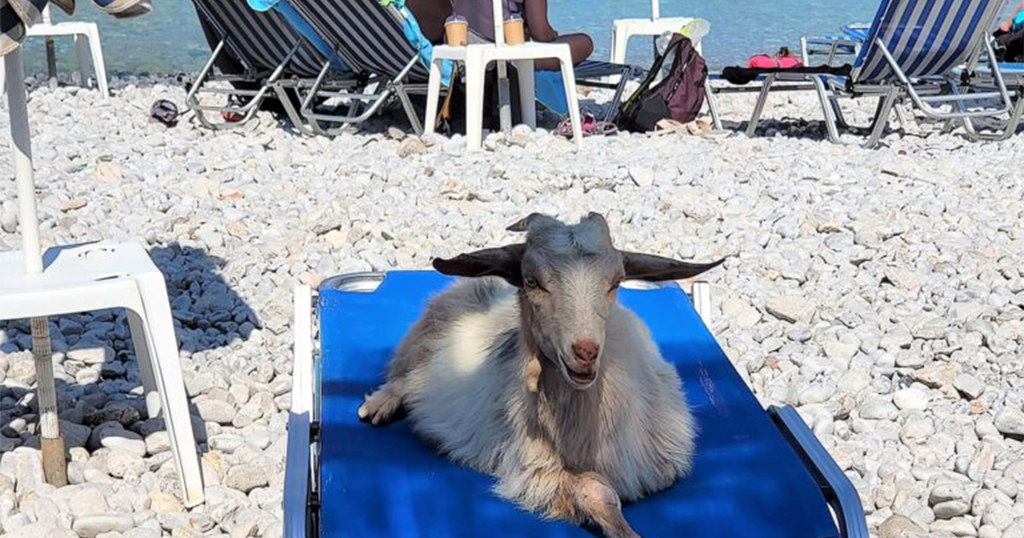 Η φωτογραφία της ημέρας που λατρέψαμε και σαρώνει: Κατσίκα ποζάρει σε ξαπλώστρα σε παραλία της Σύμης
