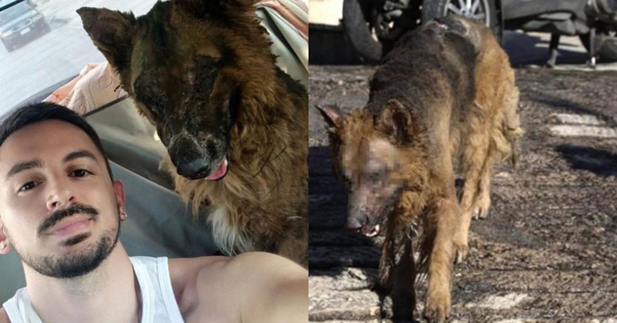 Εθελοντής αστυνομικός κατάφερε και βρήκε τον καμένο σκυλάκο που περιφερόταν αβοήθητος στην Πεντέλη