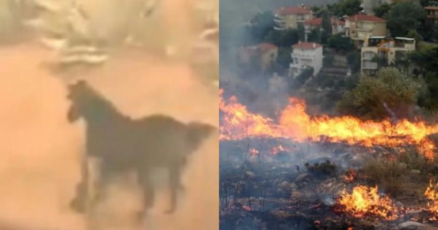 Φωτιά στην Πεντέλη: Άλογα τρέχουν ανάμεσα στις φλόγες να σωθούν