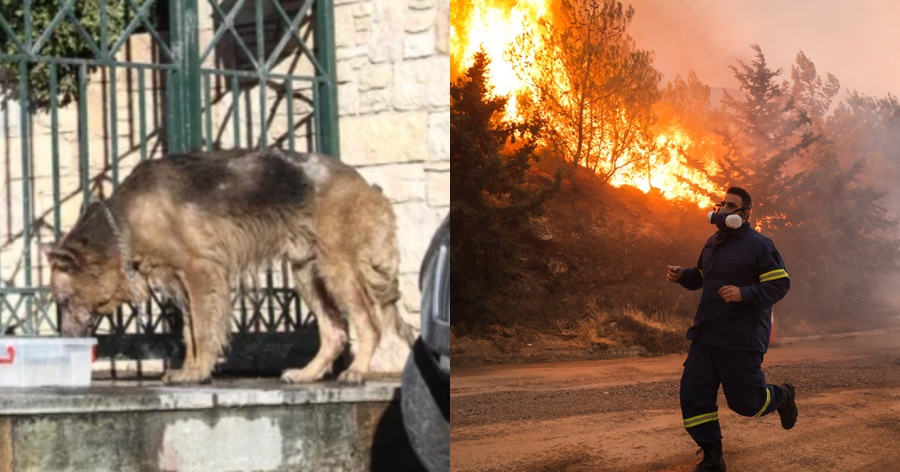 Σκύλος κατάφερε να επιβιώσει από την πυρκαγιά στην Πεντέλη και περιπλανιέται μόνος και εξουθενωμένος με εγκαύματα