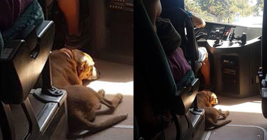 Συγκινητική πράξη: Οδηγός KTΕΛ παίρνει μαζί του αδέσποτο σκύλο για να μην υποφέρει από τον καύσωνα