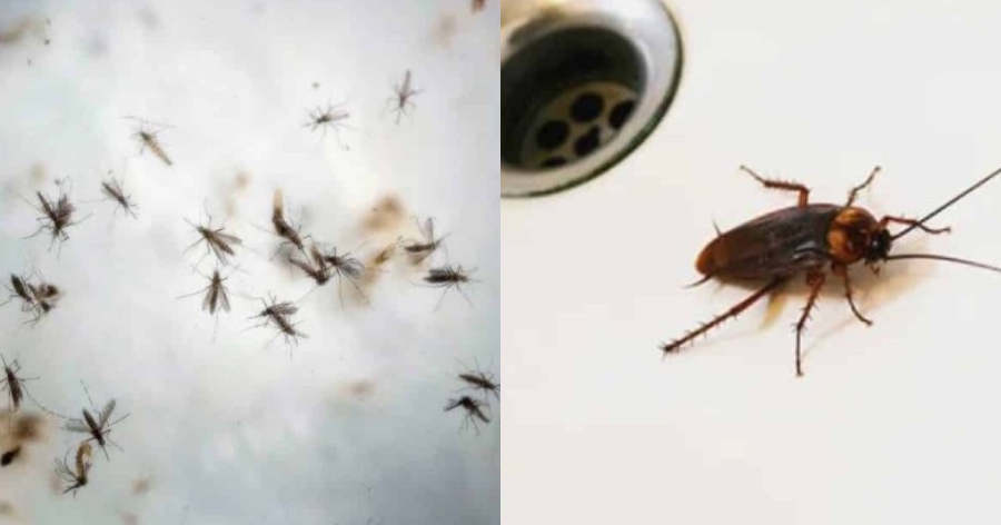 Πως να απαλλαχτείτε από κατσαρίδες και κουνούπια στην στιγμή: Το πάμφθηνο κόλπο που θα σας λύσεις τα χέρια
