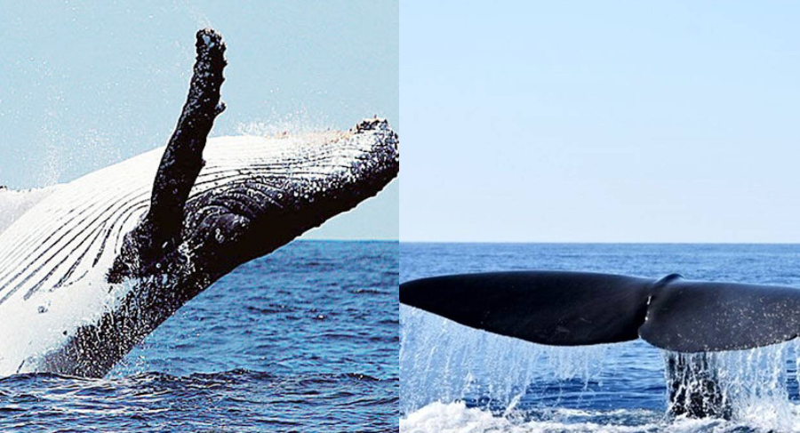 Μοναδικό θέαμα: Εντοπίστηκε η φάλαινα φυσητήρας που ζει μεταξύ Χίου, Ικαρίας, Σάμου και χάρισε εντυπωσιακή φωτογραφία