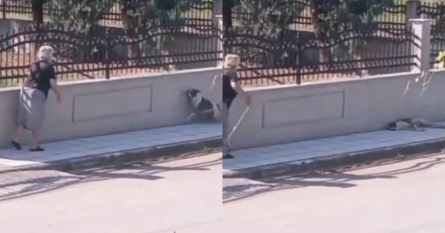 Το βίντεο της ντροπής που εξόργισε το πανελλήνιο: Hλικιωμένη πέταξε το μπαστούνι της για να χτυπήσει σκυλάκι που κοιμόταν αμέριμνο