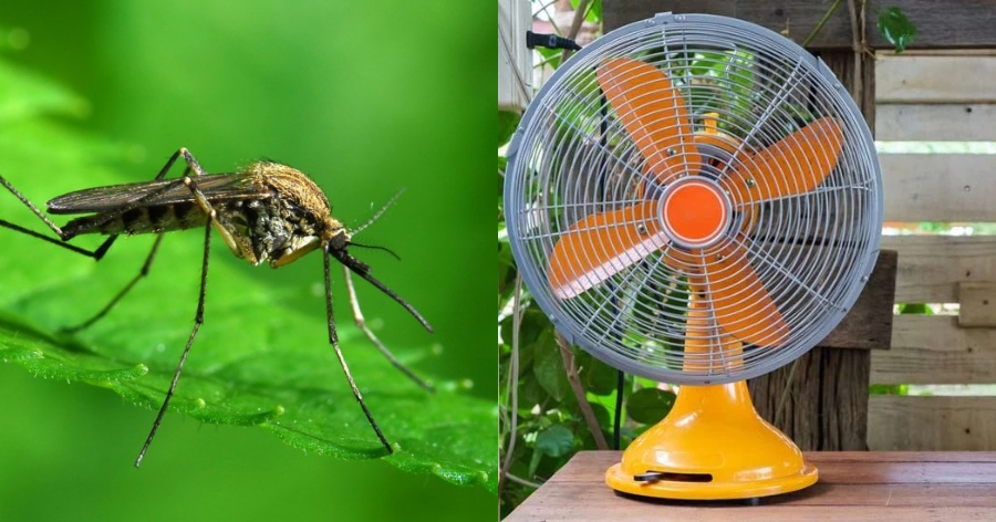 Καλοκαιράκι και κουνούπια: Το απίστευτο κόλπο με τον ανεμιστήρα για να εξοντώνετε τους ανεπιθύμητους επισκέπτες