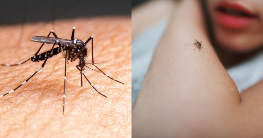 Γιατί σας αγαπούν τα… κουνούπια: Επτά λόγοι που τα κουνούπια τσιμπούν συγκεκριμένα άτομα