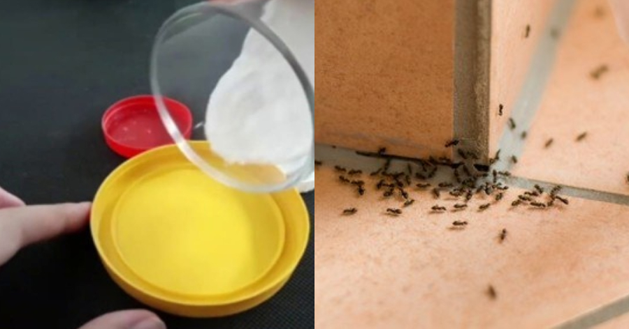 Θα τα εξαφανίσετε στο λεπτό: Η μυρωδιά που δεν αντέχουν με τίποτα τα μυρμήγκια – Δε θα τα ξαναδείτε στο σπίτι