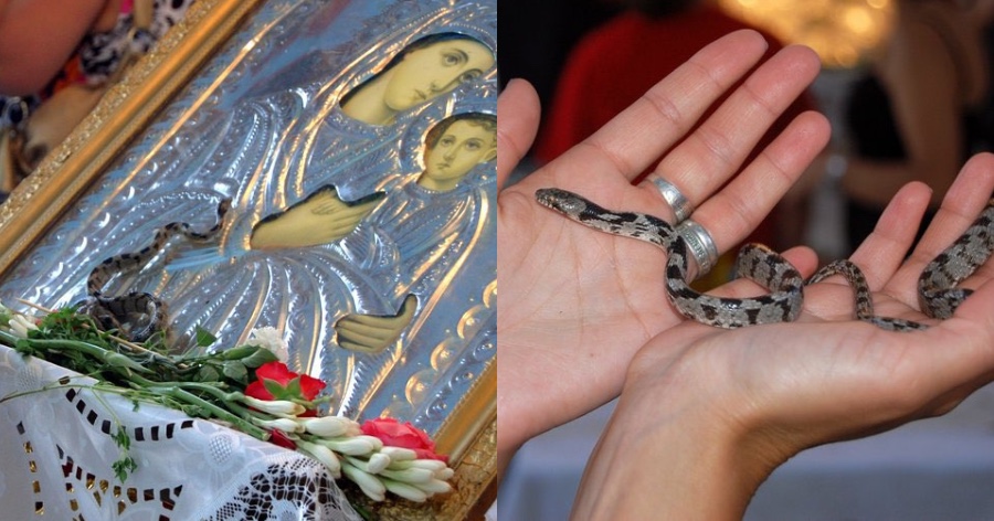 Σήμερα βγαίνουν τα φίδια της Παναγίας στην Κεφαλονιά – Θα αναχωρήσουν τον Δεκαπενταύγουστο