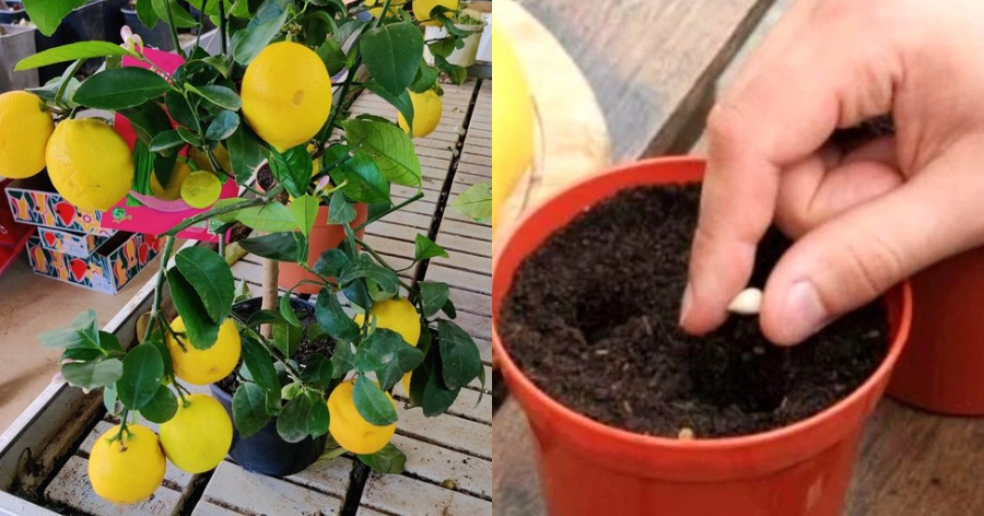 Τέλος στις αγορές: Πώς να φυτέψετε λεμόνια στο σπίτι και πως να τα καλλιεργήσετε σωστά