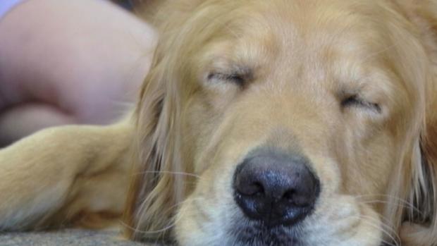 Οι γιατροί επέτρεψαν στον σκύλο να μπει στο δωμάτιο ενός μοναχικού ηλικιωμένου και να ξαπλώσει δίπλα στο κρεβάτι του· αλλά το βράδυ η νοσοκόμα της βάρδιας άνοιξε σιωπηλά την πόρτα του θαλάμου για να ελέγξει τον ασθενή, και αυτό που είδε την έκανε να παγώσει