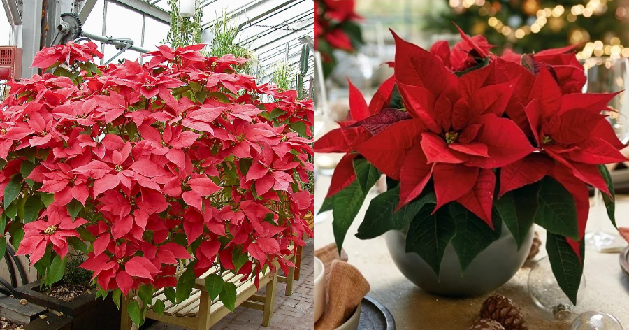 Το λουλούδι των Χριστουγέννων: Ανθίζει τον Δεκέμβριο, έχει βαθύ κόκκινο χρώμα και λέγεται Αλεξανδρινό