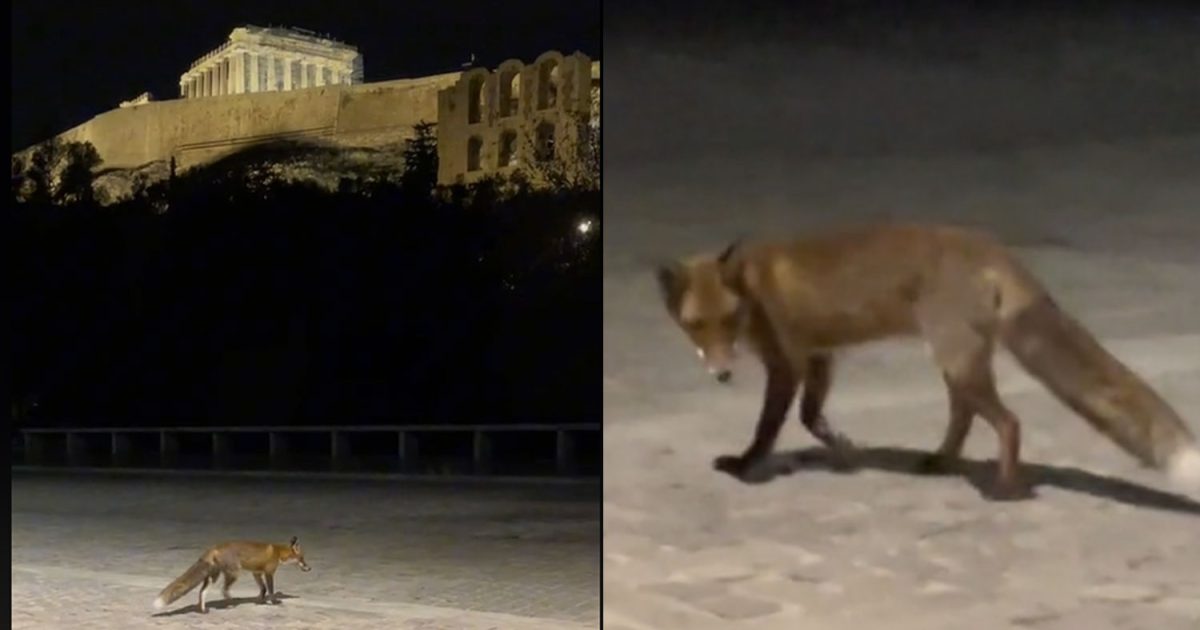Viral βίντεο από την Ακρόπολη: Αλεπού έκανε χαλαρά την βόλτα της στη Διονυσίου Αεροπαγίτου