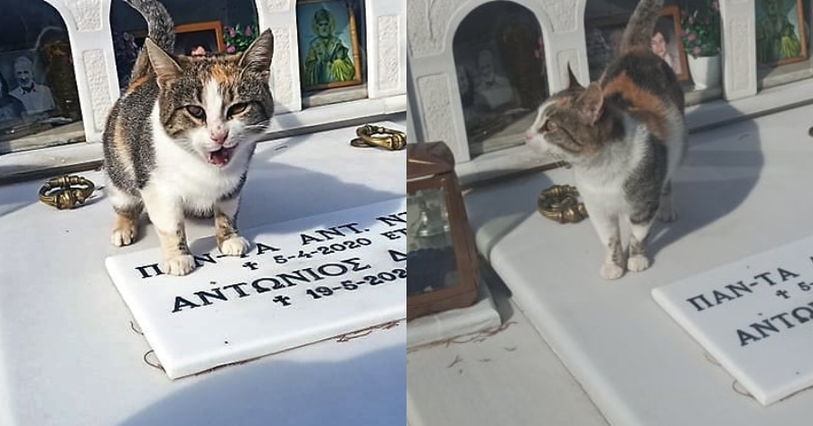 Η γατούλα «Χάτσικο» στο Άστρος Κυνουρίας: Το γατάκι ζει μόνιμα στον τάφο των ανθρώπων που το φρόντιζαν