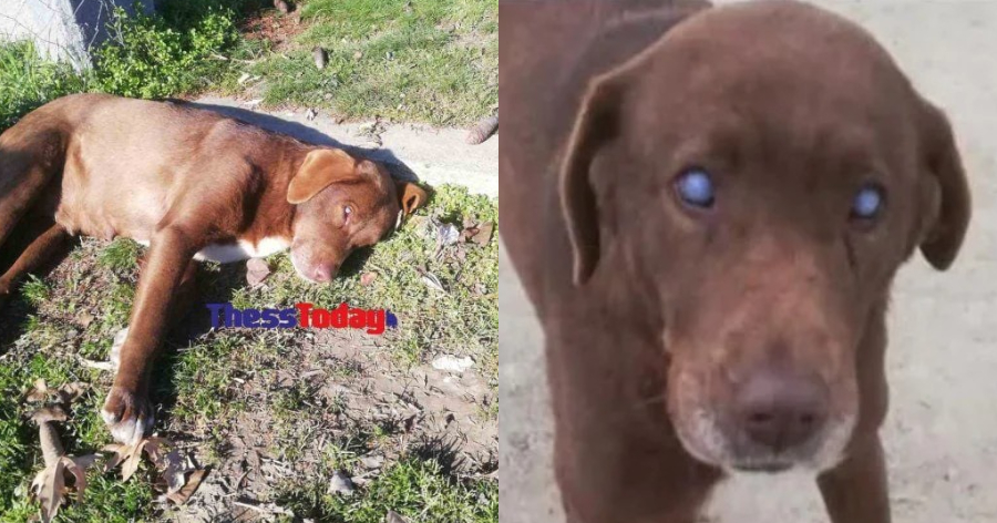 Ραγίζει καρδίες μία τυφλή σκυλίτσα από τη Νάουσα: Περπάτησε 10χιλιόμετρα και επέστρεψε στον άνθρωπο που την είχε σώσει