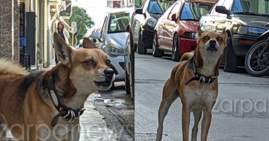 Συγκίνηση με σκυλάκι «Χάτσικο»: Περιμένει υπομονετικά το νεκρό αφεντικό του έξω από το σπίτι στα Χανιά