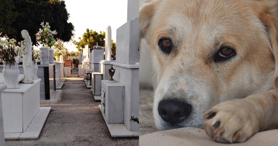 Συγκίνηση στο Ηράκλειο: Κρητικός έθαψε στον οικογενειακό τάφο τον αγαπημένο του σκύλο