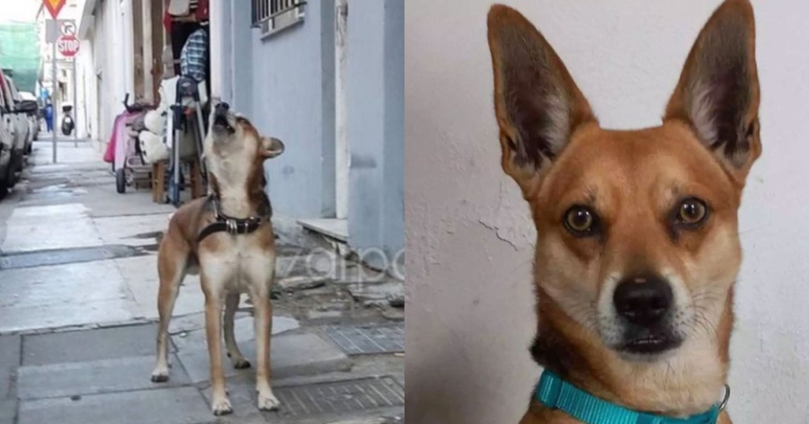 Χαρούμενα νέα για τον Σνούπι: Νέα ζωή για τον σκύλο «χάτσικο» που περίμενε το νεκρό αφεντικό του στα Χανιά