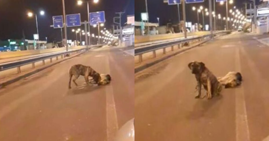 Σκύλος προκάλεσε ρίγη συγκίνησης: Τετράποδος στην Κρήτη θρηνεί για τον φίλο του και δεν τον εγκαταλείπει