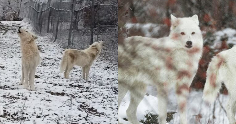 Ατελείωτη ομορφιά με φόντο το χιονισμένο τοπίο: Η κραυγή των λύκων στα πρώτα χιόνια και το εντυπωσιακό βίντεο από τον «Αρκτούρο»