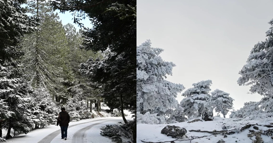 Στα λευκά «ντύθηκε» η Πάρνηθα: Έπεσαν τα πρώτα χιόνια του 2023 και οι εικόνες εντυπωσιάζουν