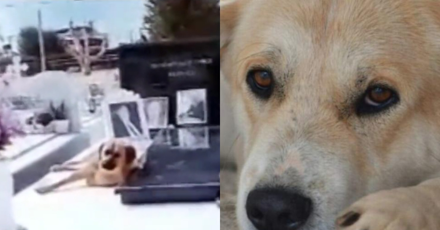 Ρίγη συγκίνησης: Ακοίμητος φρουρός ένας σκύλος στην Κρήτη που δεν λέει να φύγει από το μνήμα του αφεντικού του