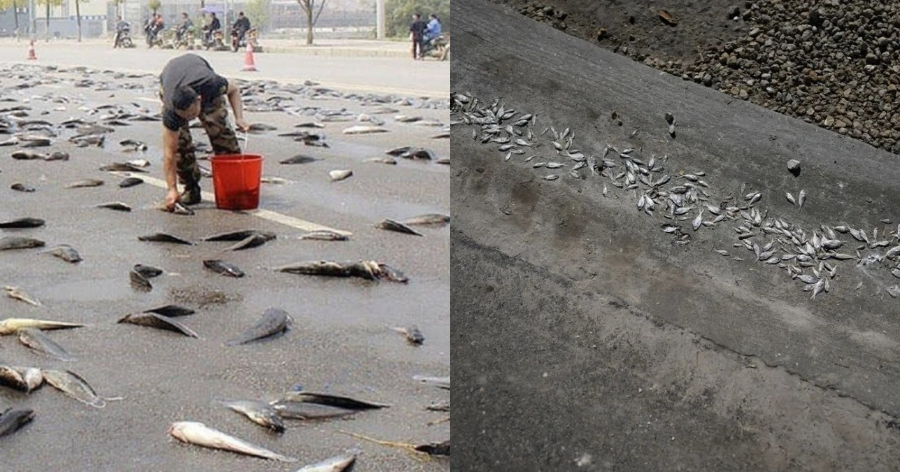 «Έβρεξε» ψάρια στην Αυστραλία: «Άνοιξαν» οι ουρανοί και γέμισαν οι δρόμοι πέρκες