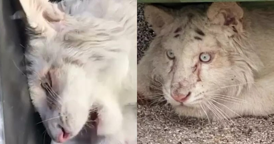 Αττικό Ζωολογικό Πάρκο: Διασώθηκε το λευκό τιγράκι που βρέθηκε εγκαταλελειμμένο στα σκουπίδια αλλά τα νέα είναι άσχημα