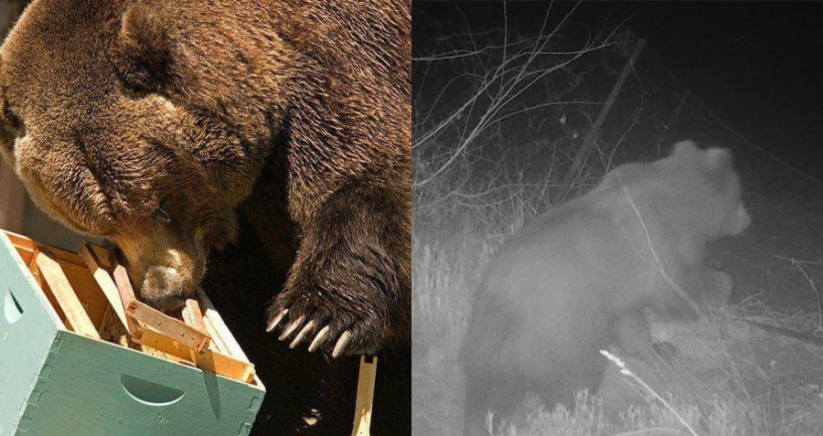 Έμειναν άφωνοι οι κάτοικοι: Η πεινασμένη αρκούδα που έφαγε 40 κιλά μέλι στο όρος Πάικο και κατέστρεψε τα μελίσσια