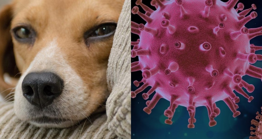 «Γρίπη των σκύλων»: Ανησυχία στους επιστήμονες για τη νέα υγειονομική απειλή